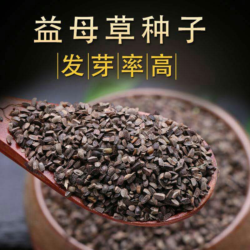 【益母草种子批发】益母草种子 价格25元/斤 1斤起批