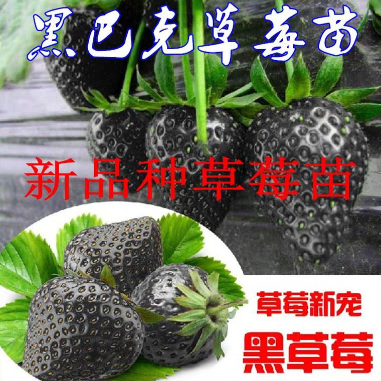 黑巴克草莓苗 地栽苗 10~20公分