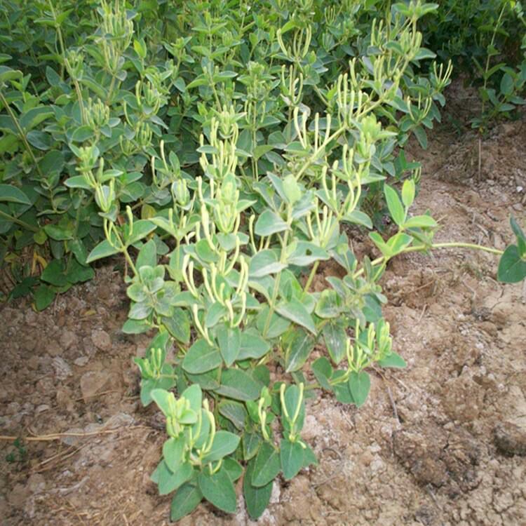 四季金银花苗 20~30公分