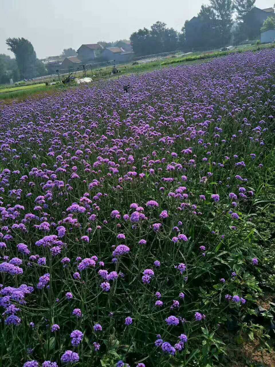 马鞭草种子 马鞭草营养杯苗花海用