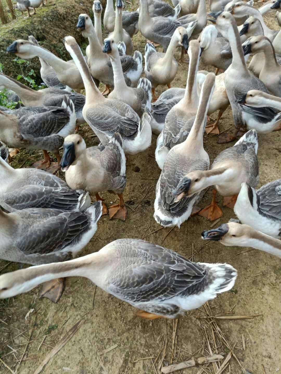 合浦狮头鹅苗