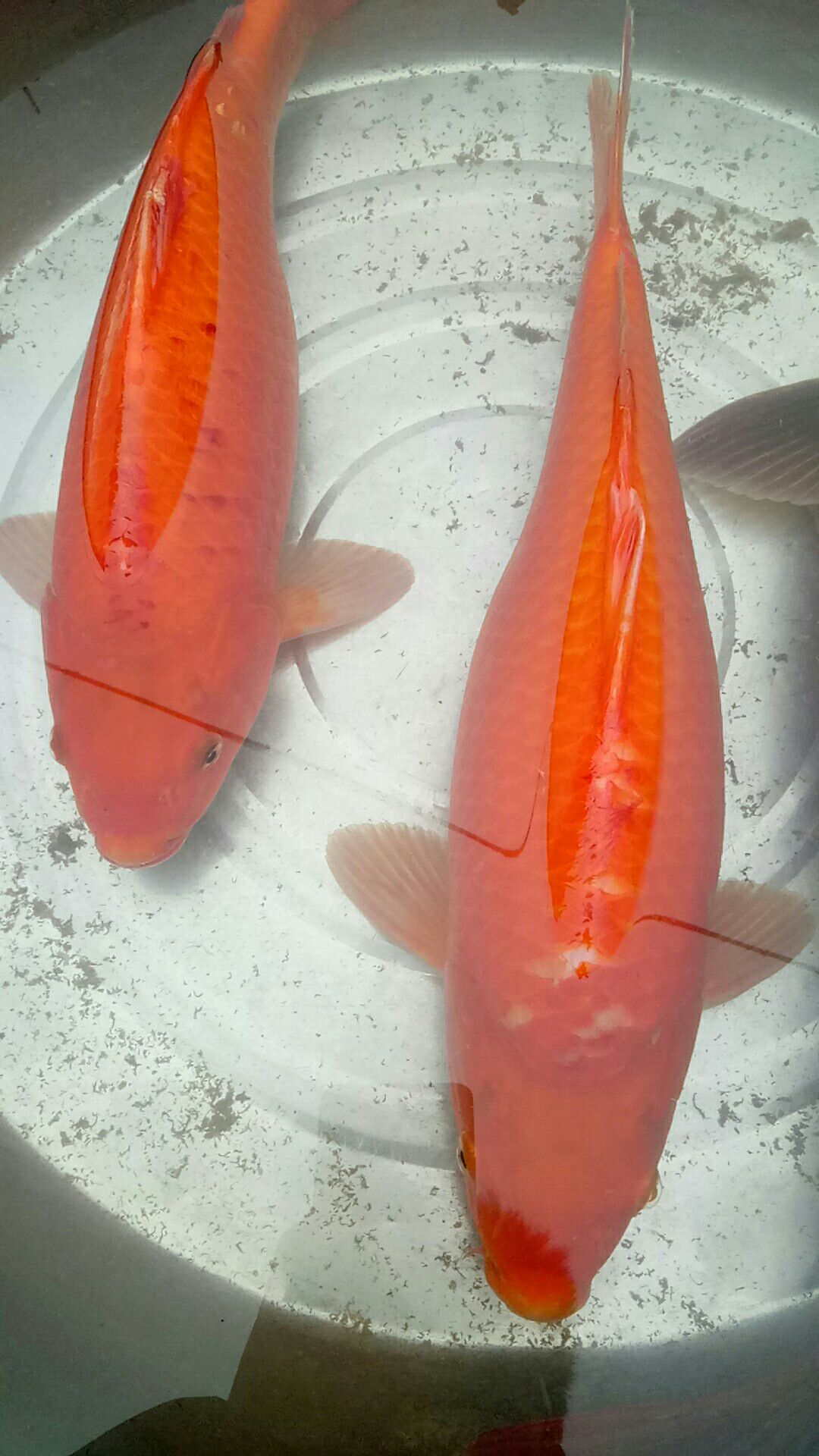 红鲤鱼 人工养殖 0.5-2.5公斤
