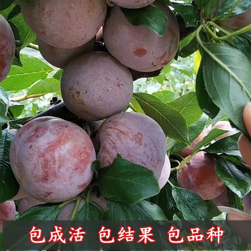 恐龙蛋李子苗