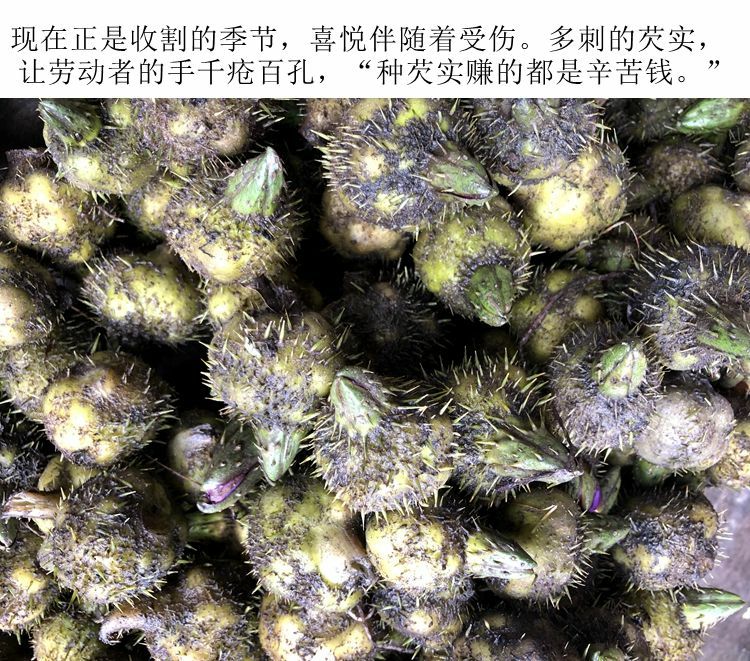鲜芡实