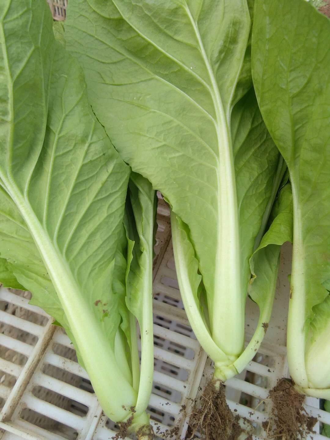 速生小白菜 20~25cm 
