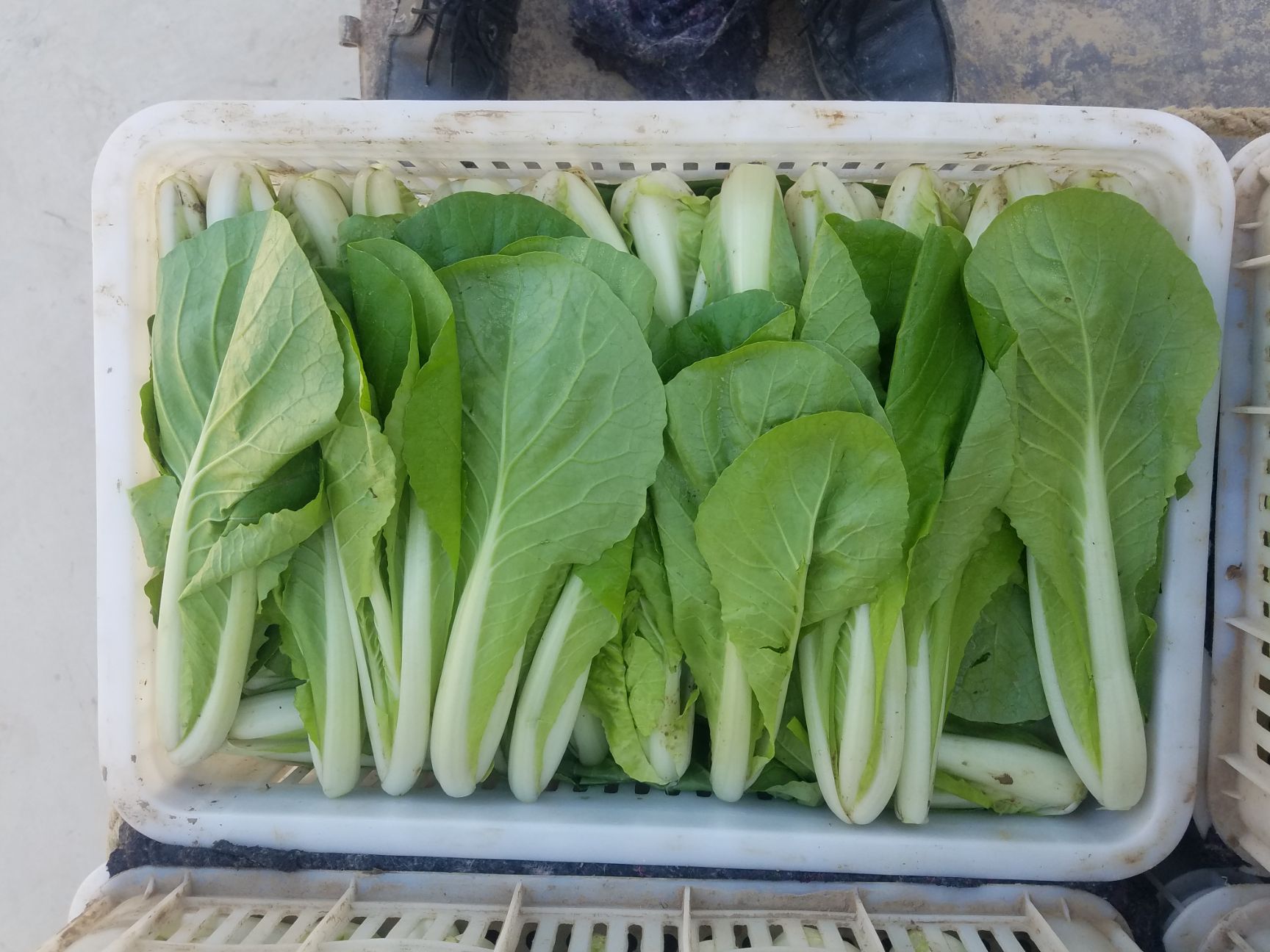 速生小白菜 20~25cm 