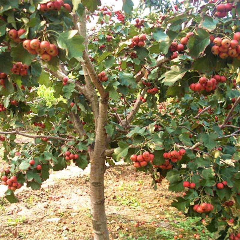 大金星山楂树苗 产量高,市场好.