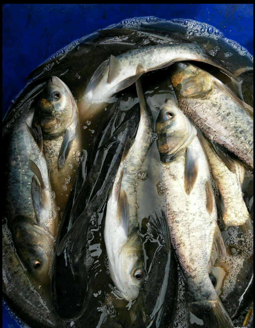 大头鱼鱼苗