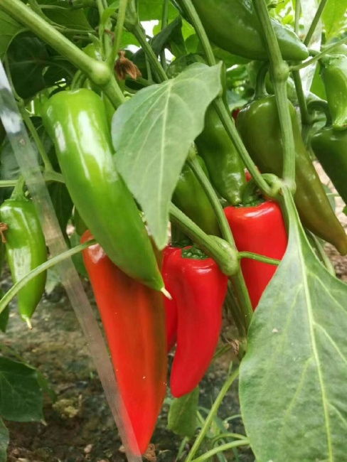 水果辣椒 10~15cm 微辣 彩色
