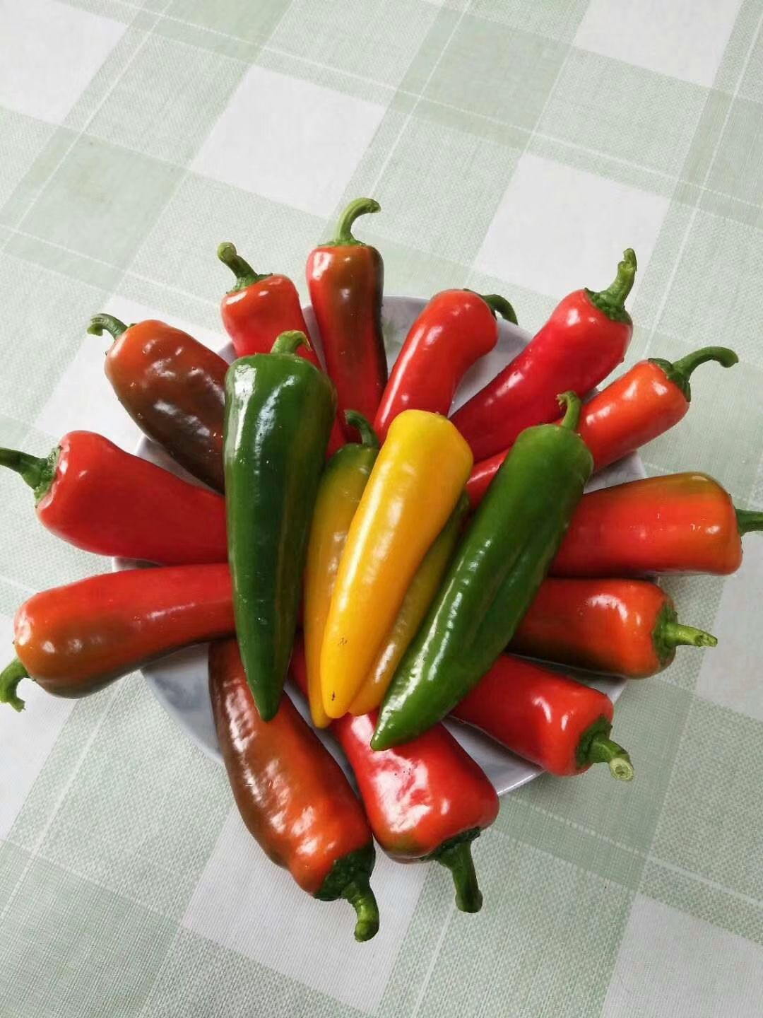 水果辣椒 10~15cm 微辣 彩色