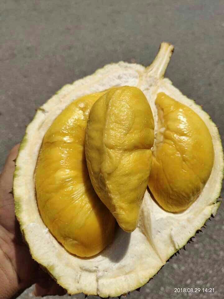 D24榴莲 80 - 90%以上 3 - 4公斤