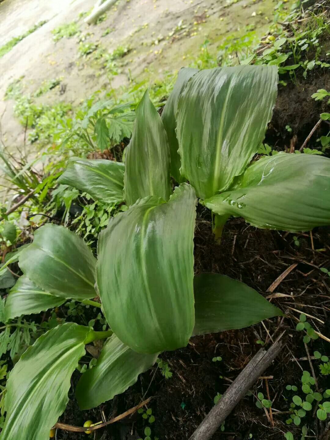 茖葱 山葱,寒葱