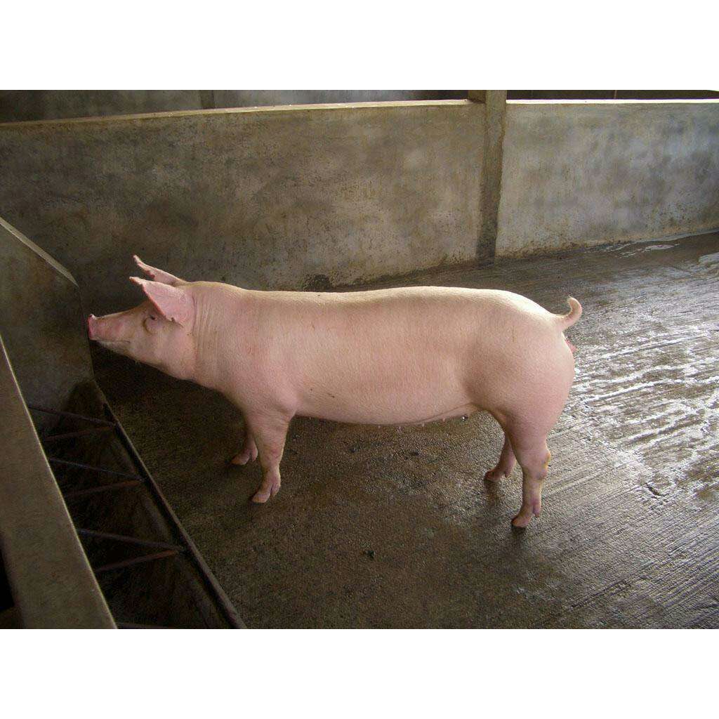 长白猪 60斤以上
