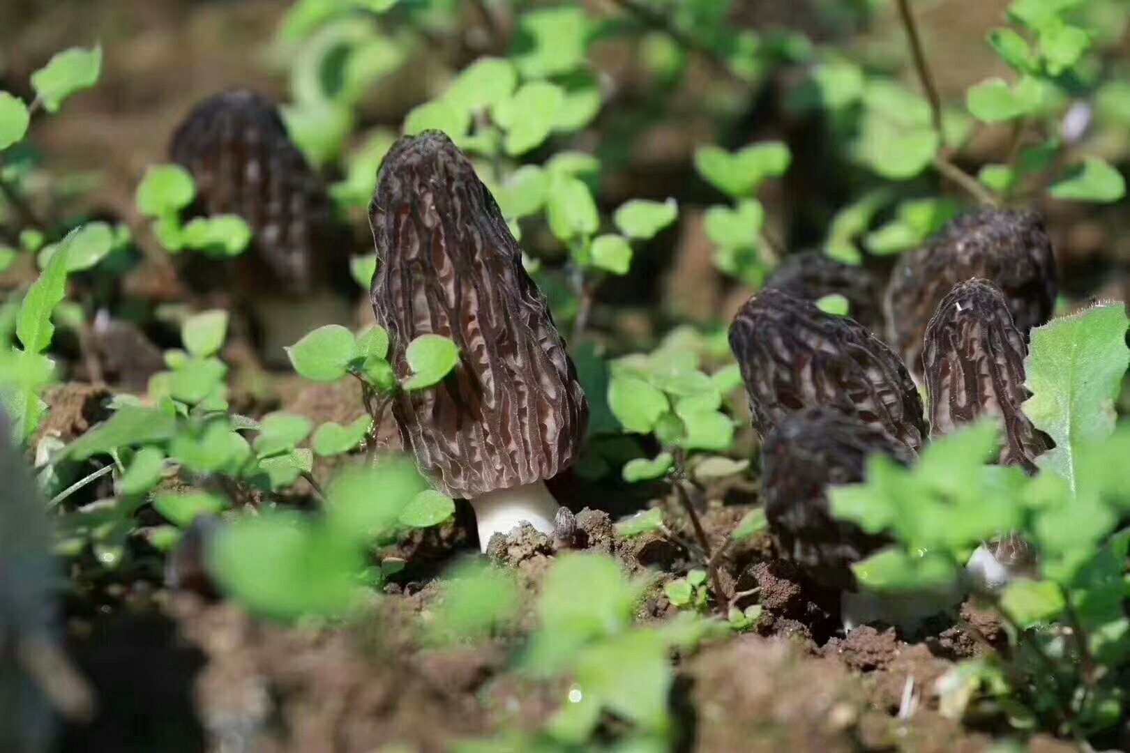 羊肚菌干货6cm8cm尖顶灰黑色人工种植