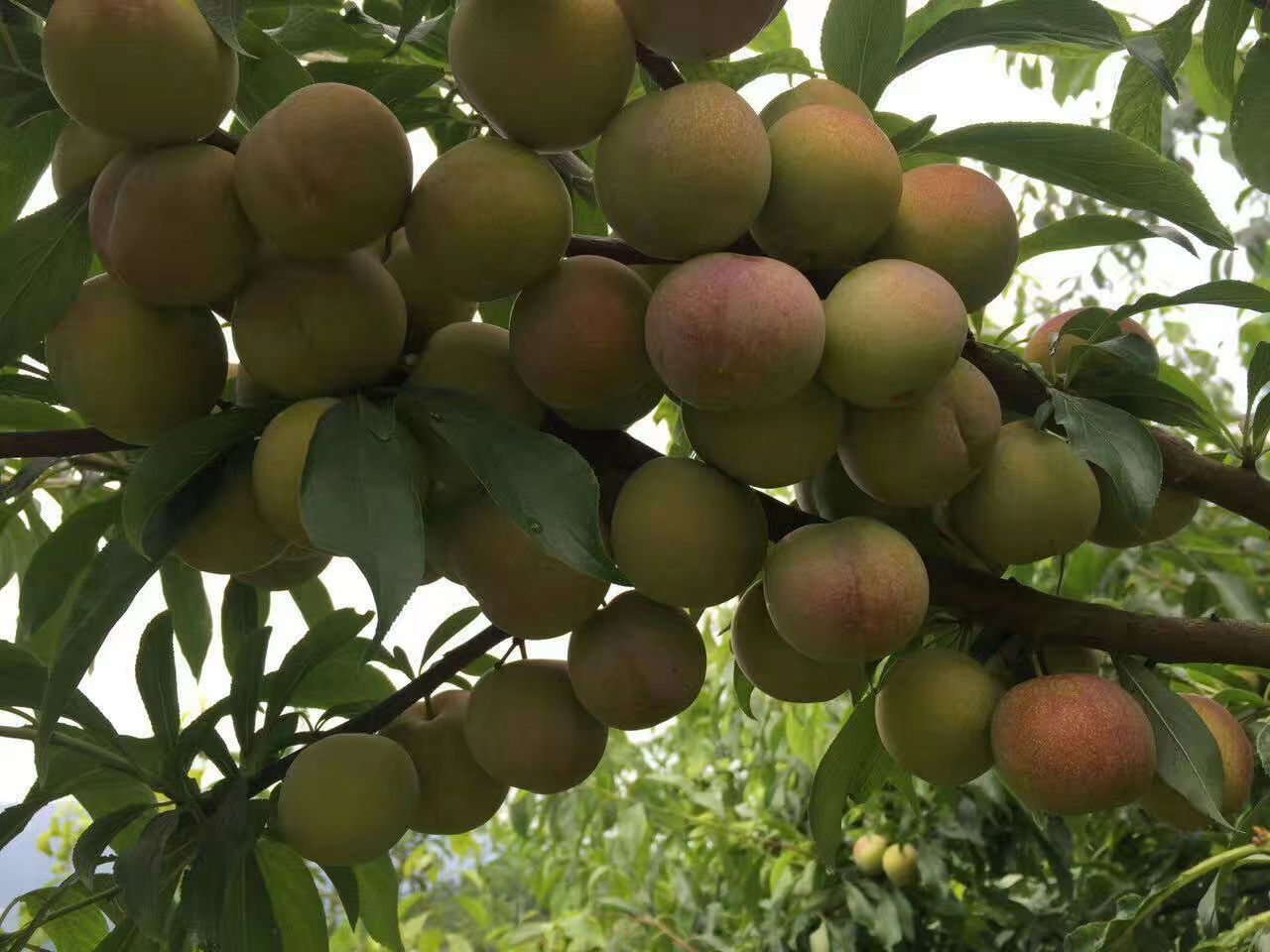 牛心李1号苗 牛心李果苗