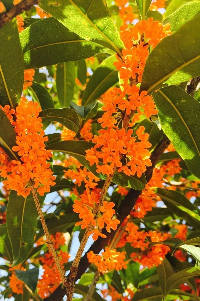 金桂花树苗