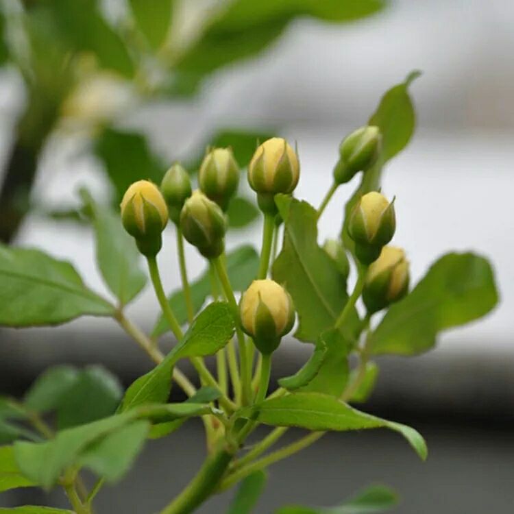 木香花 苗七里香黄木香白红木香盆栽地载庭院爬藤四季浓香植物花卉