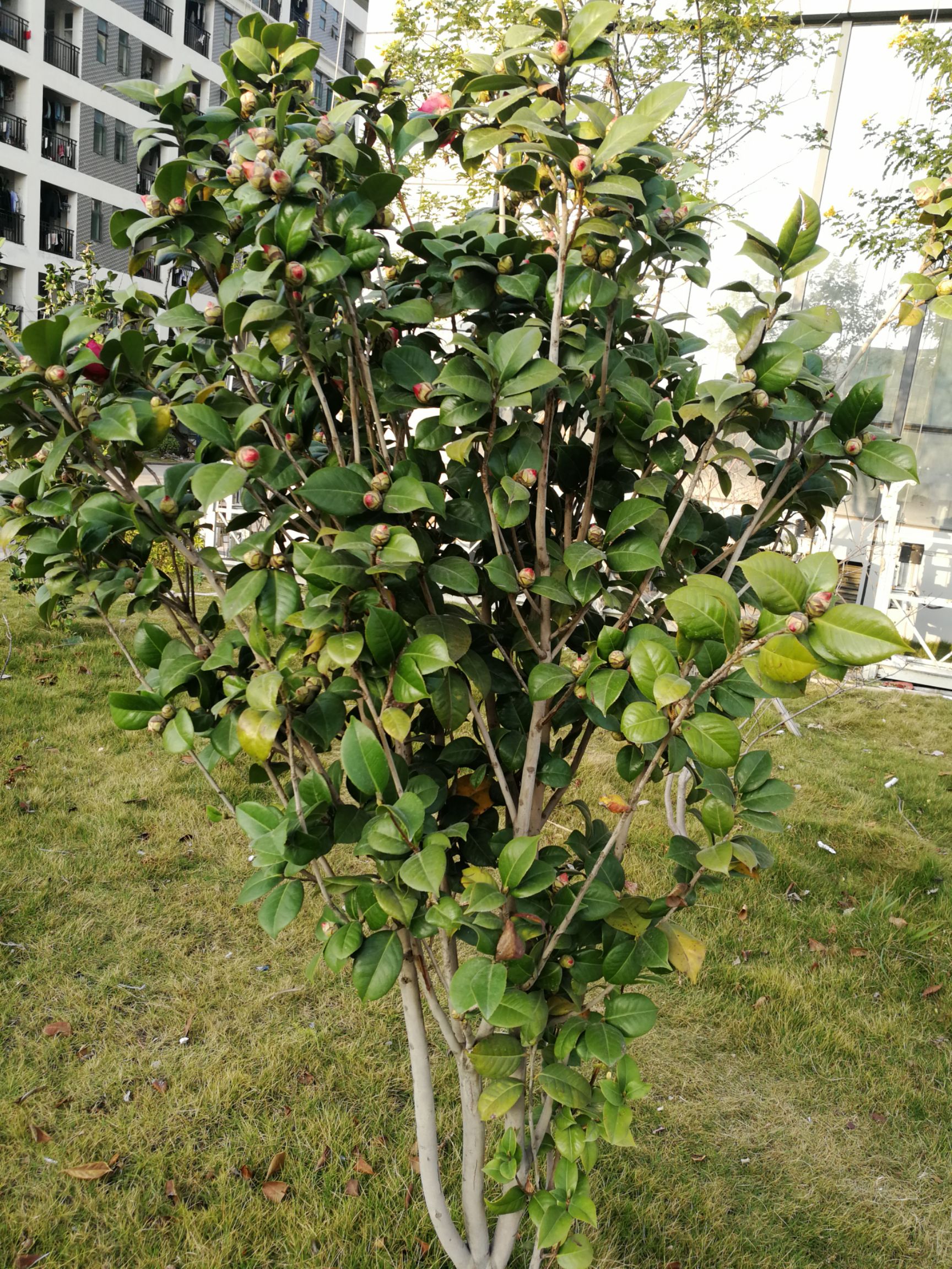茶花树 50~80cm
