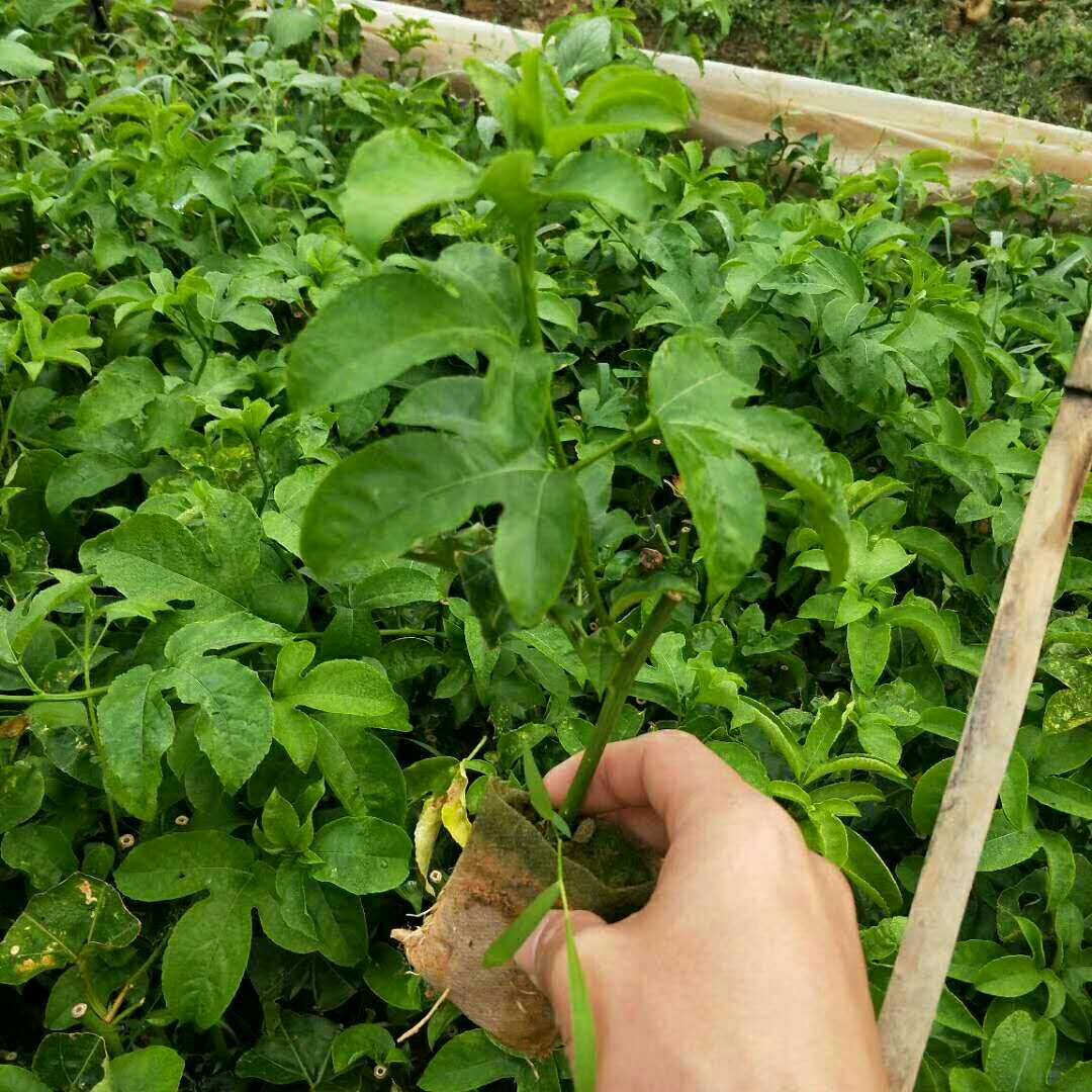 台农一号百香果苗 紫香苗任选脱毒苗包收果可签合同