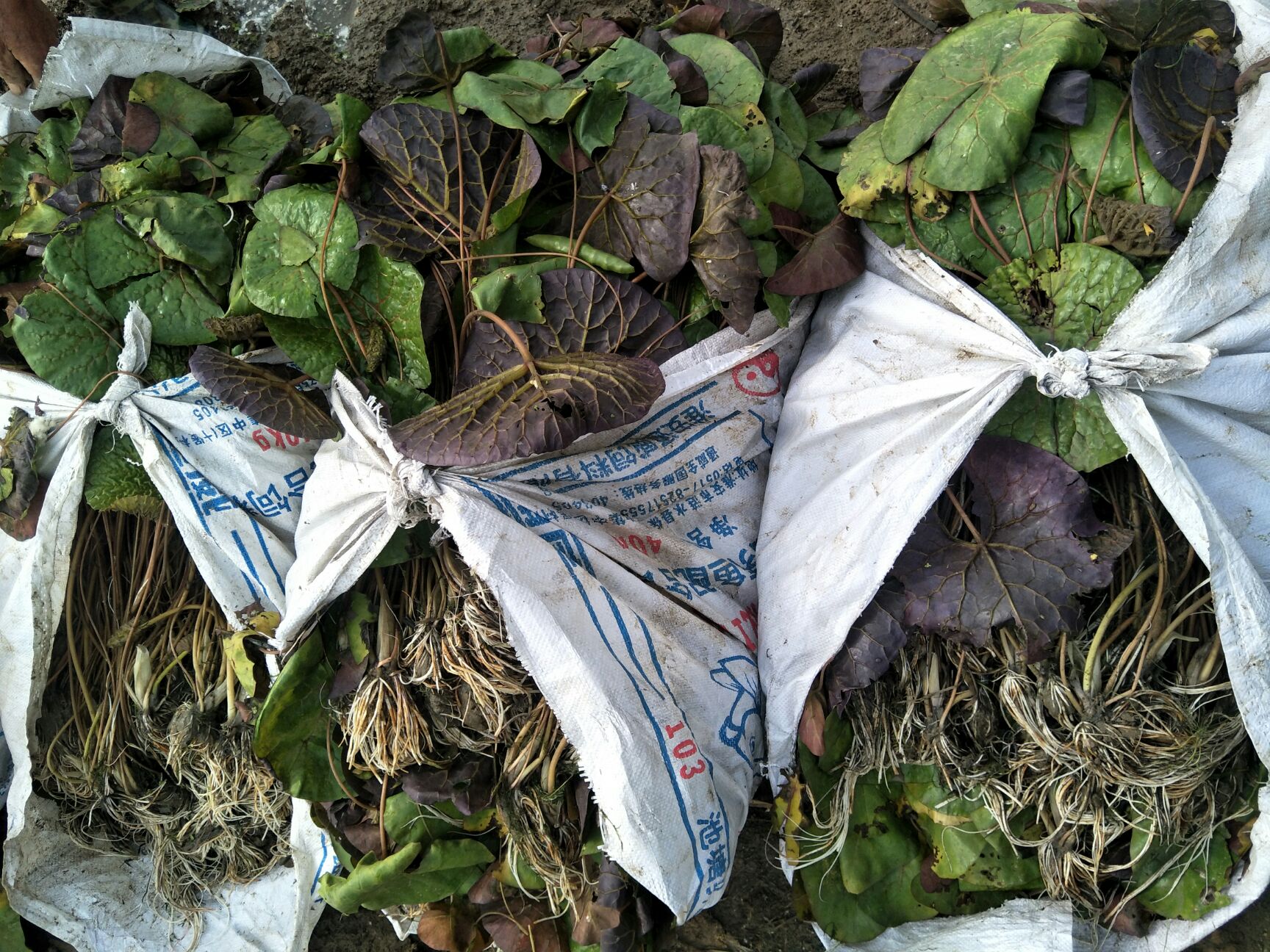 芡实苗出售(苏芡,剌芡都有)