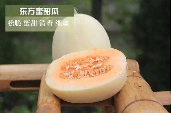 【预售】东方蜜1号 ,甜瓜,产地代办