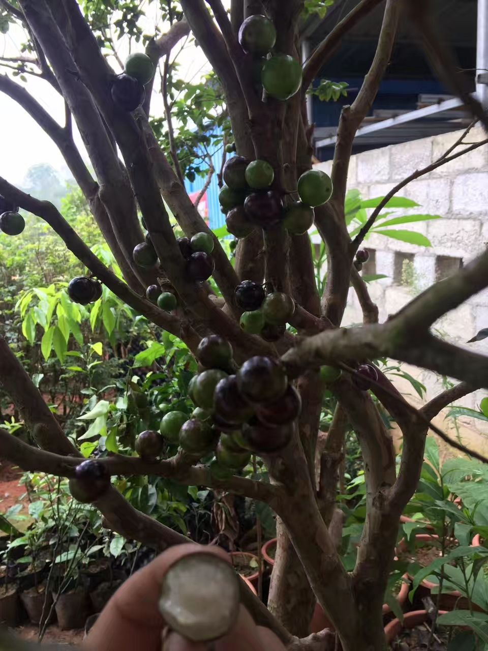 盆栽阳台庭院都可以种植的茄宝果苗    