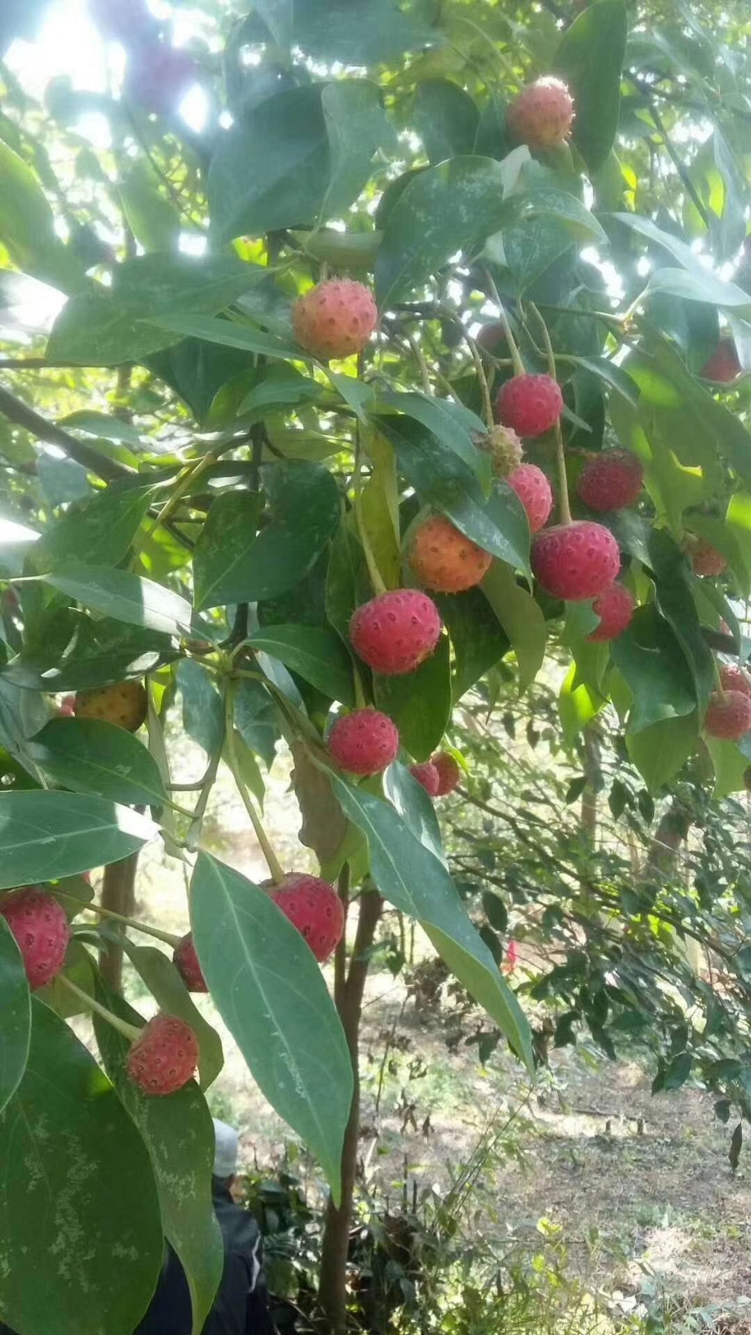 石枣苗 四照花 野荔枝