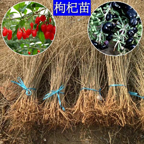 红枸杞苗