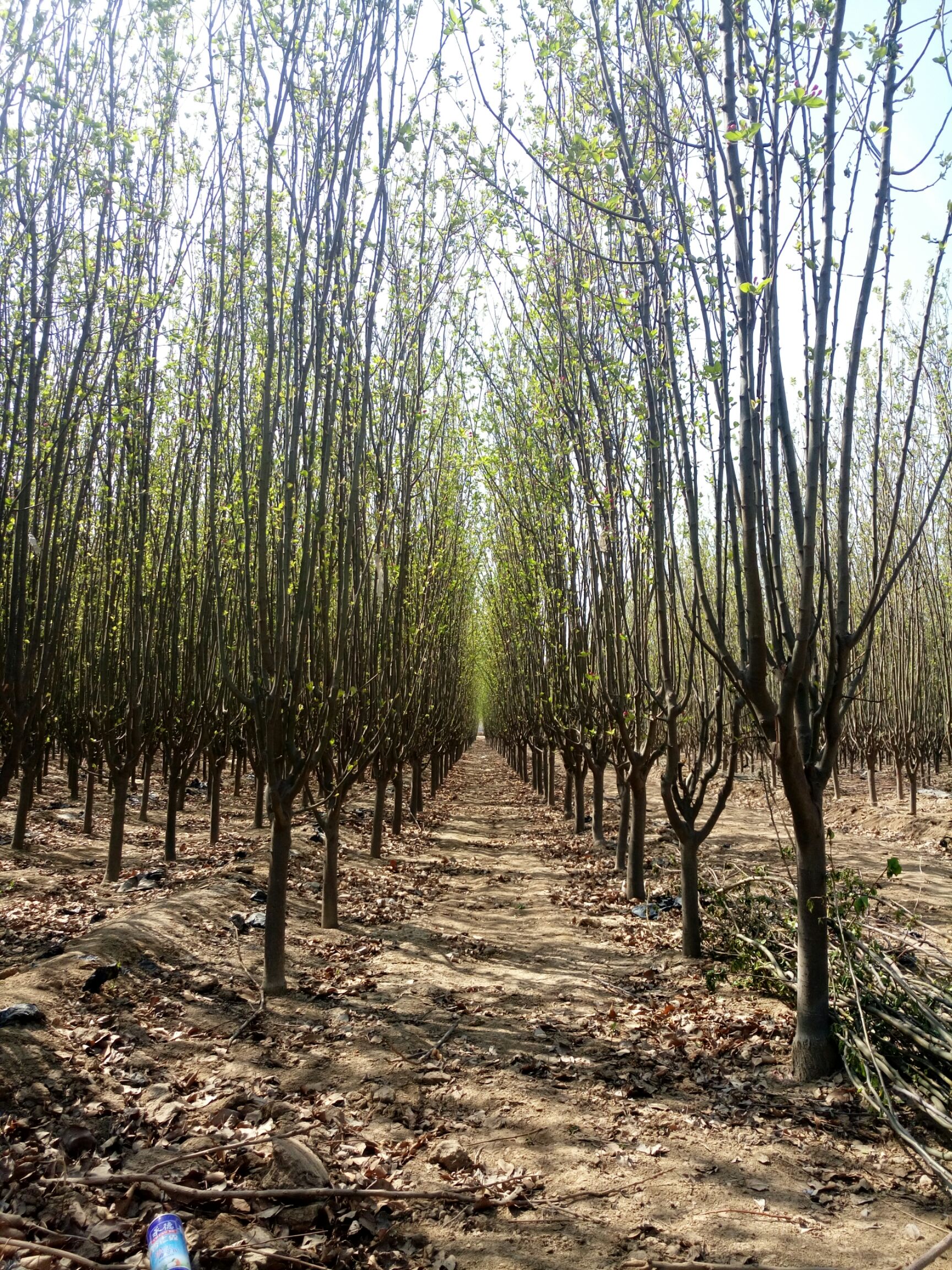 苗木花草 海棠 西府海棠 西府海棠 李子珍 江苏省宿迁市沭阳县 6天前