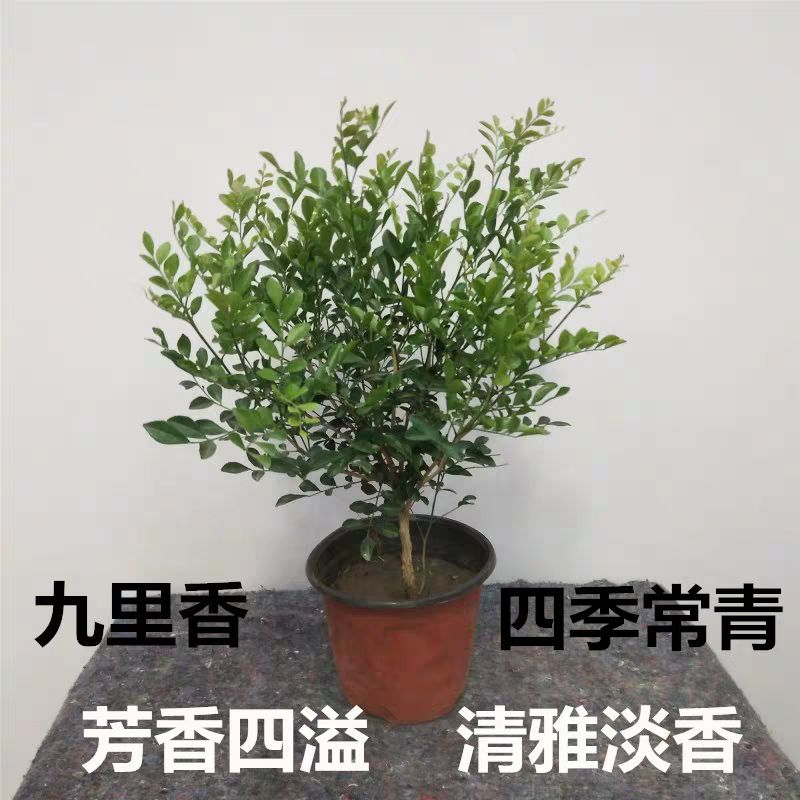 小叶九里香