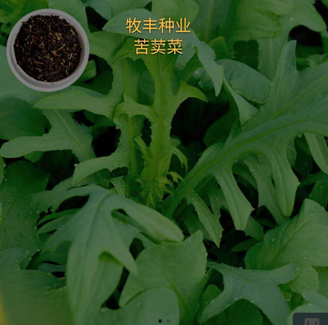 苦菜种子 苦荬菜种子