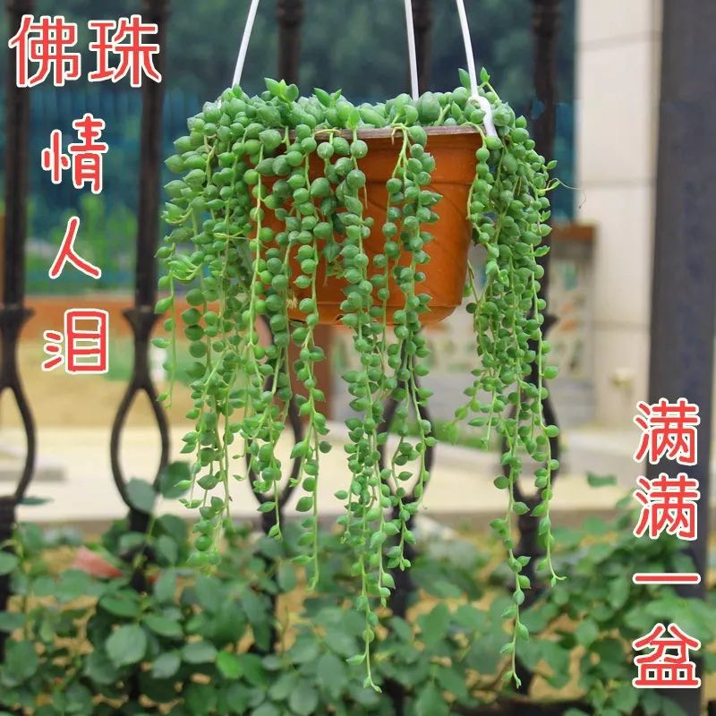 佛珠吊兰 30cm以下