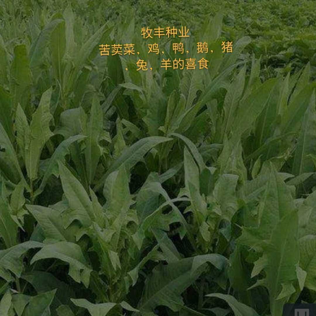 苦菜种子