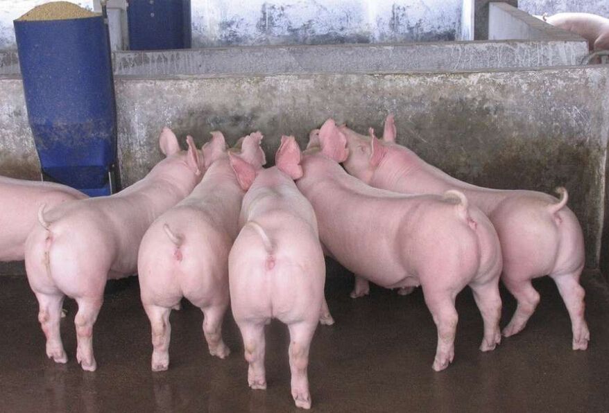 大约克猪 100斤以上 原种大约克种猪