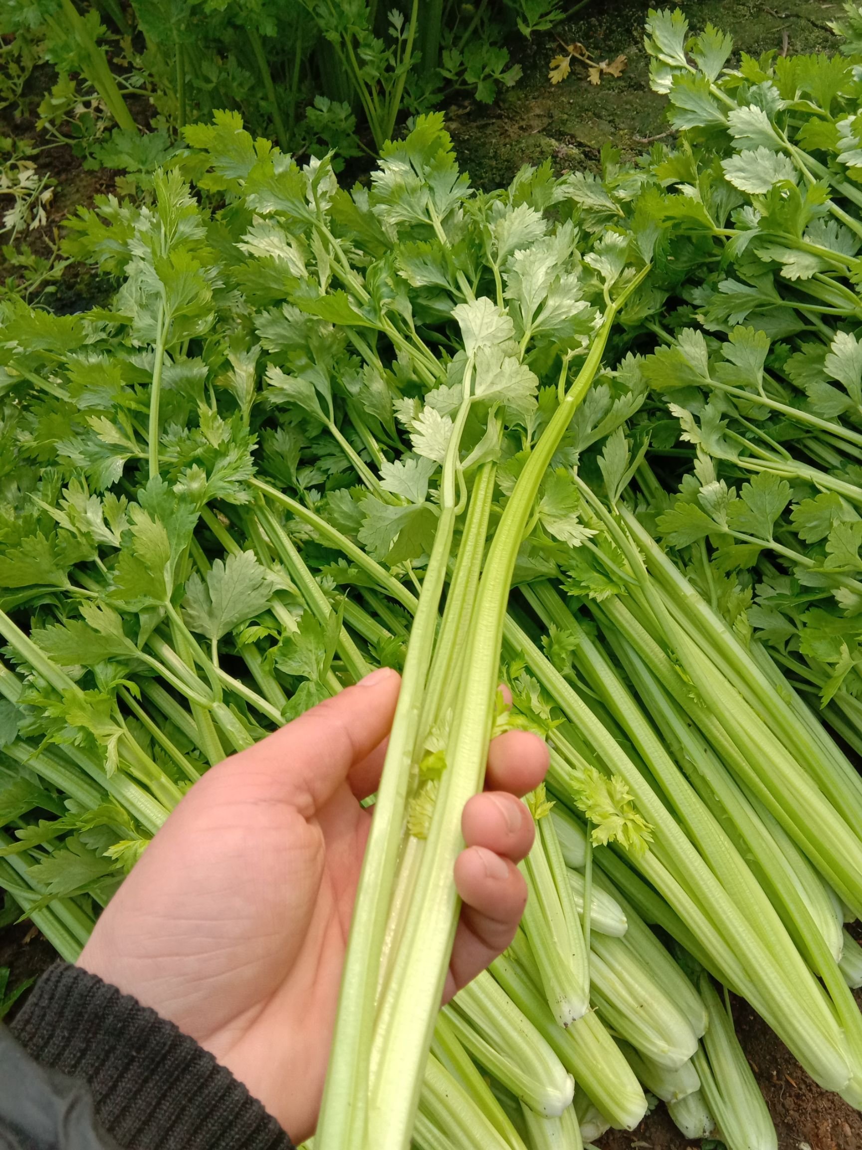 小西芹 55~60cm 0.5斤以下 大棚种植