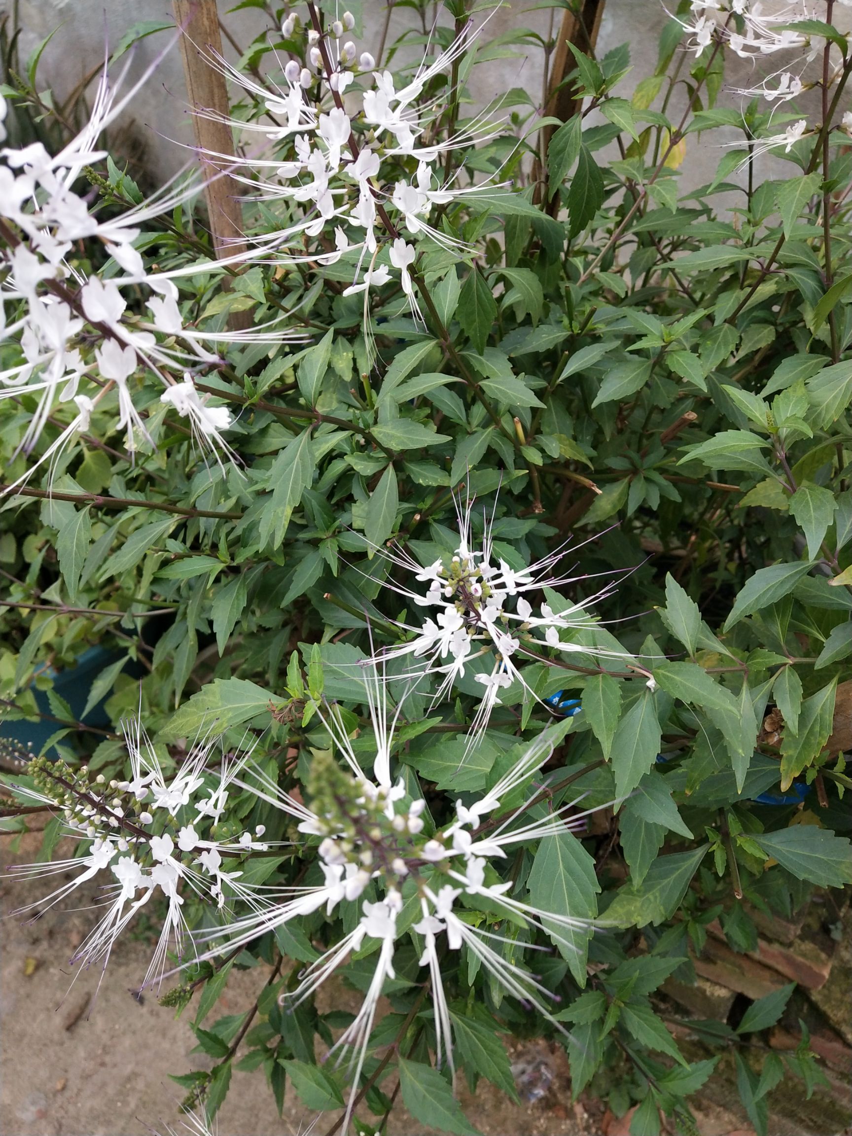 猫须草苗 福建猫须草树苗种苗猫须公盆栽10棵起发降尿酸排尿酸