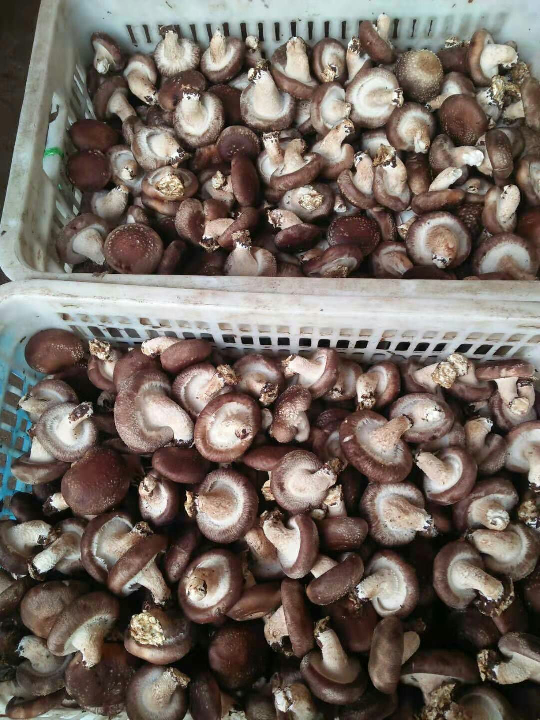 香菇0912 鲜香菇 2.5cm以下 冬菇