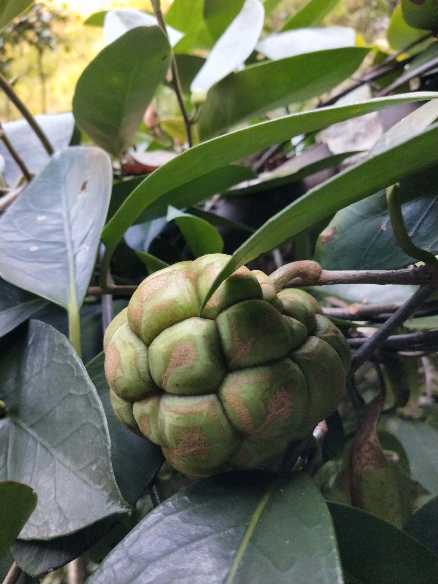 海南菜豆树 来者不拒.