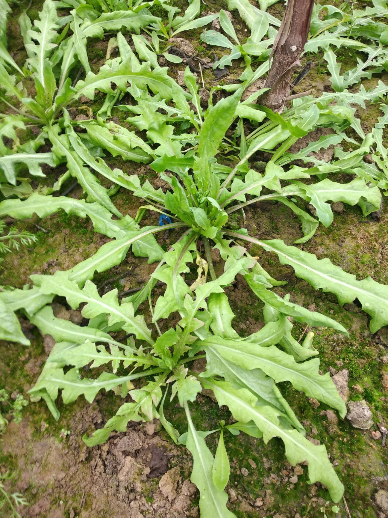 野生荠菜 10cm以上