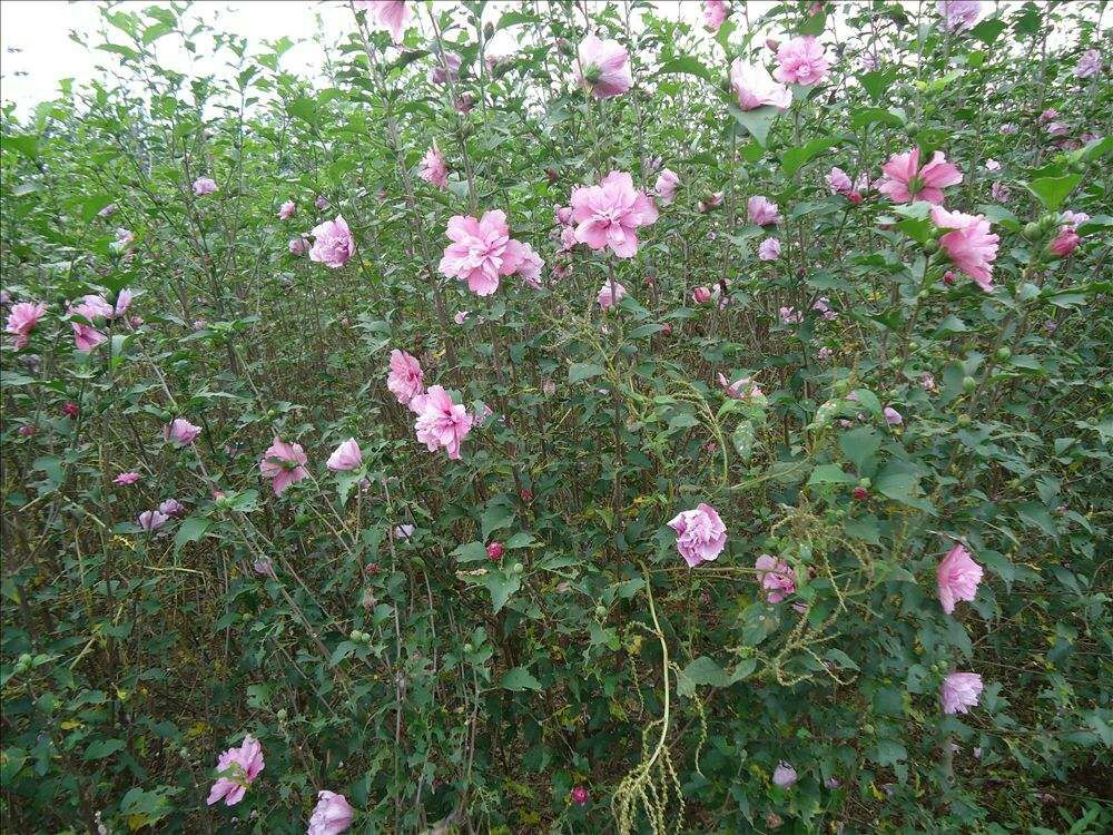 花叶木槿