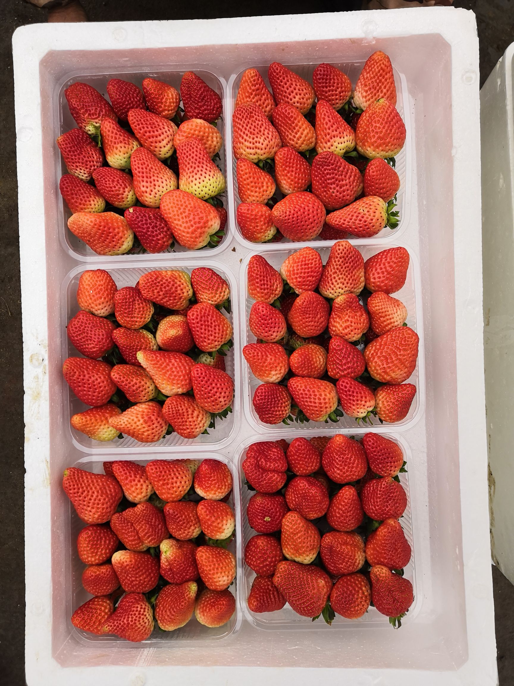 2019年02月26日江苏省南京市溧水区奶油草莓