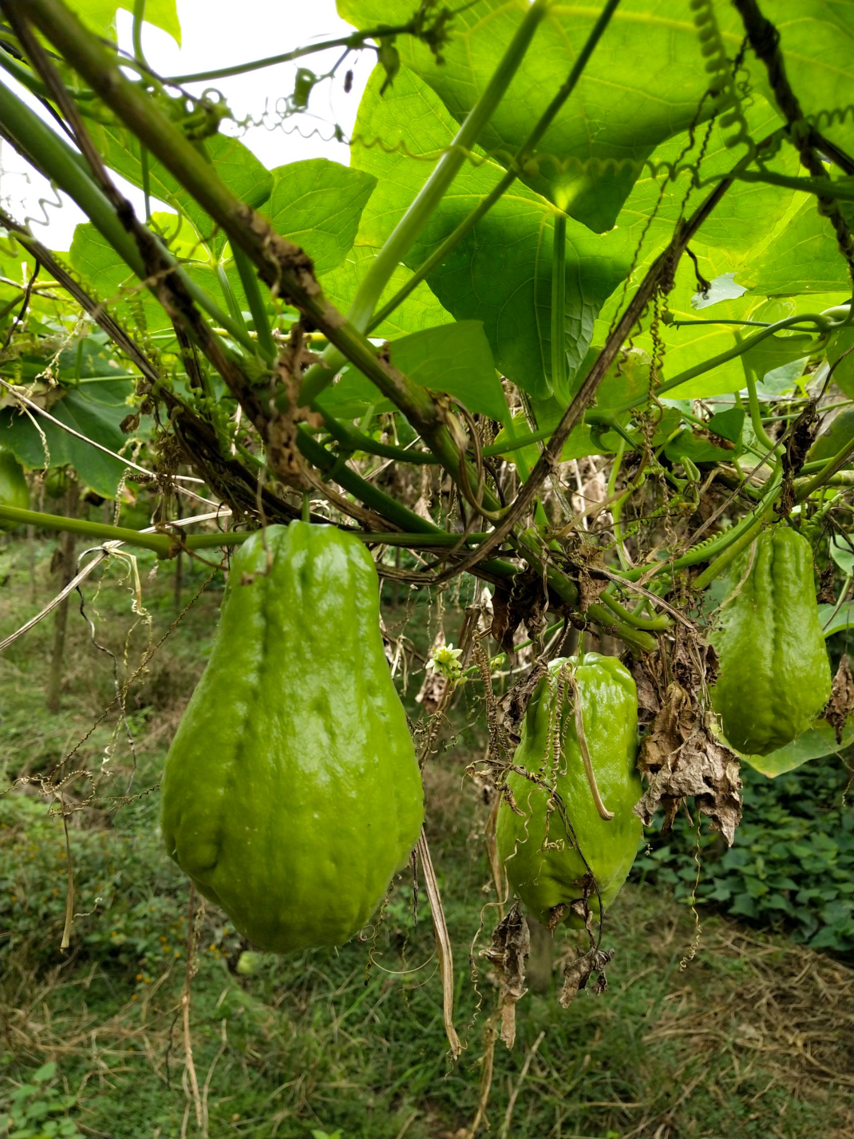 绿皮佛手瓜 洋瓜种植户直卖一手价