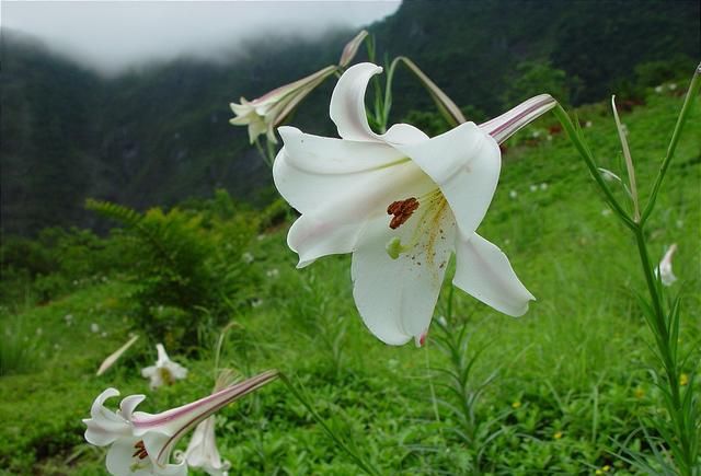 百合花 单头