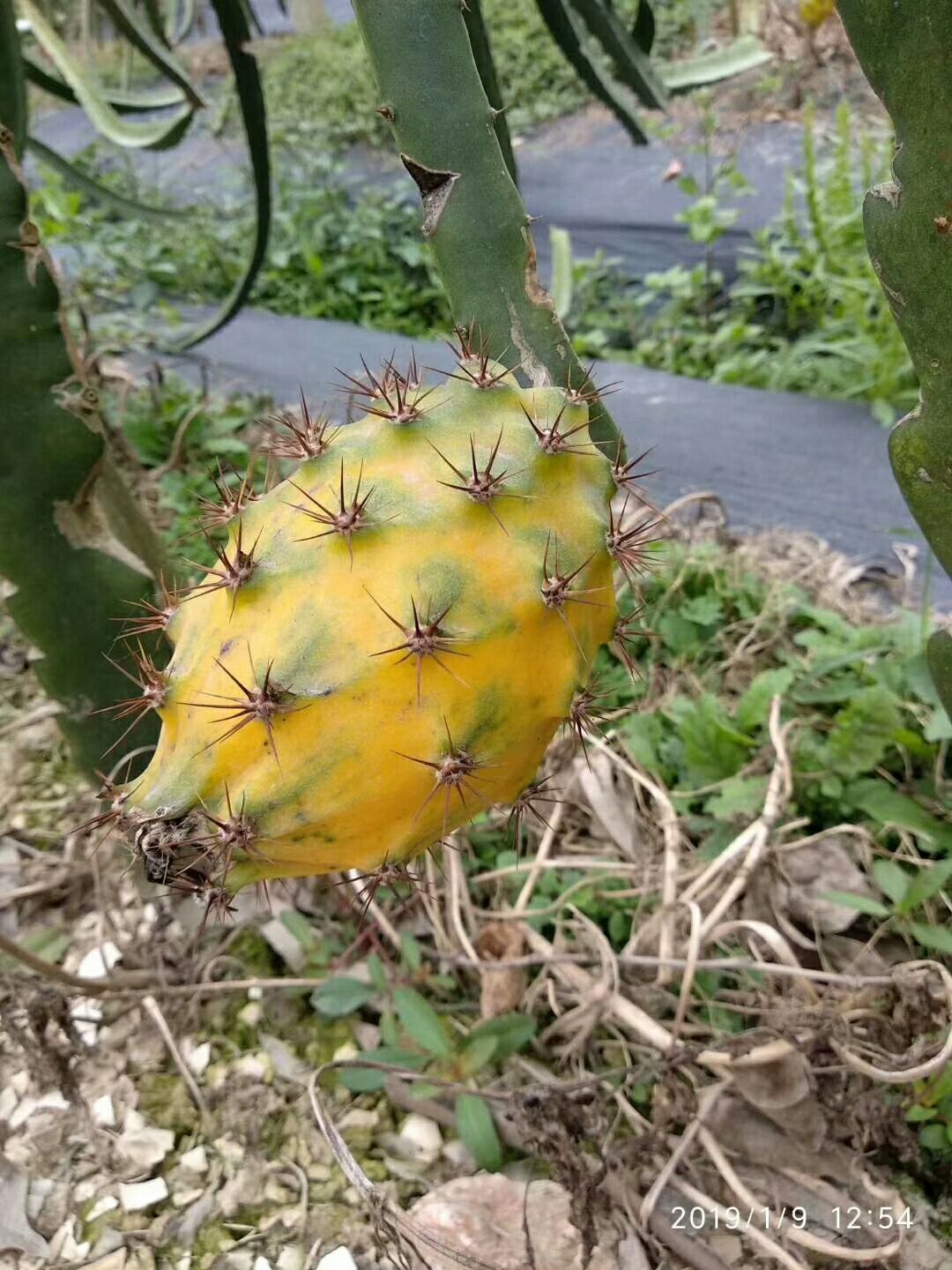 燕窝火龙果苗