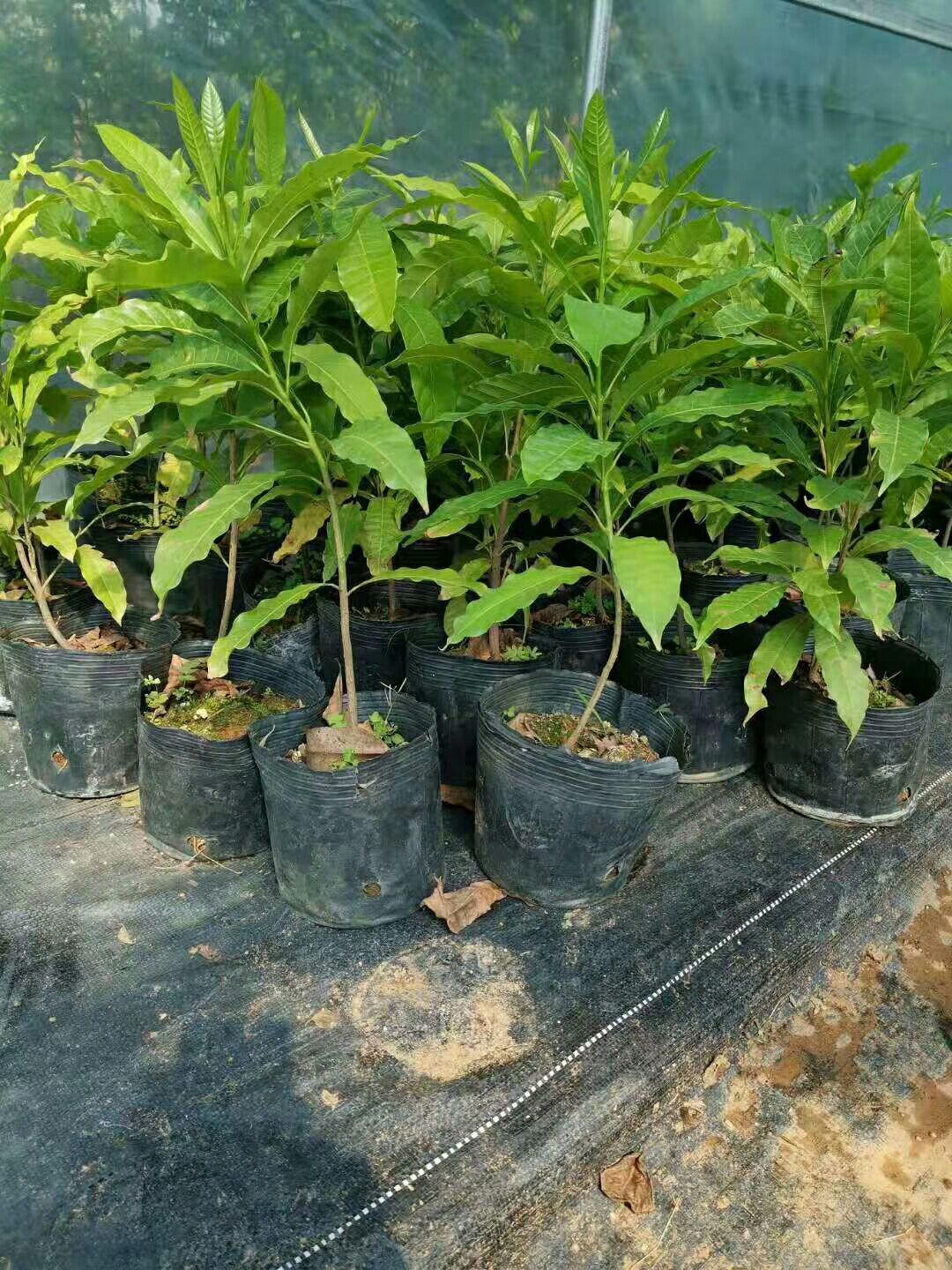[黄晶果苗批发]黄晶果苗 价格80元/株 - 惠农网