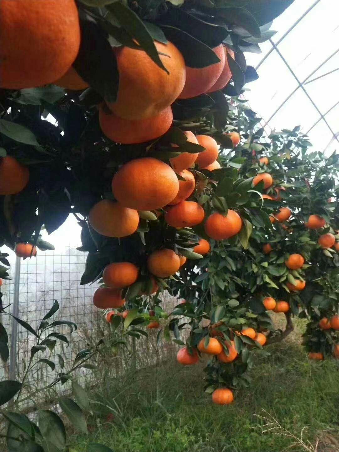 明日见柑橘苗 移栽苗 0.35~0.5米