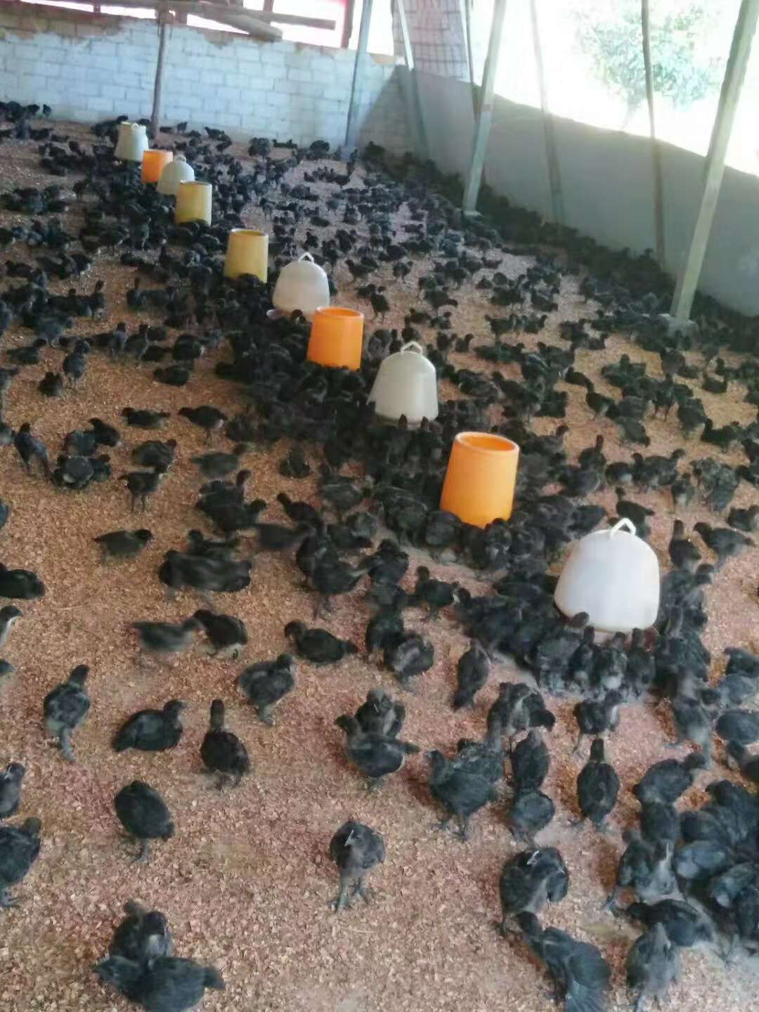 脱温五黑绿壳蛋鸡苗