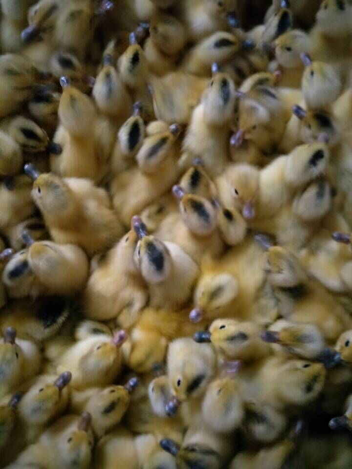 青壳二号蛋鸭苗