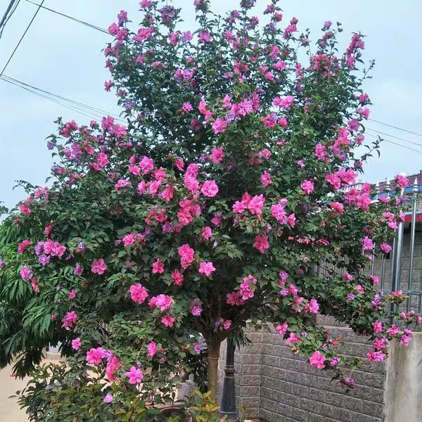 红花木槿树