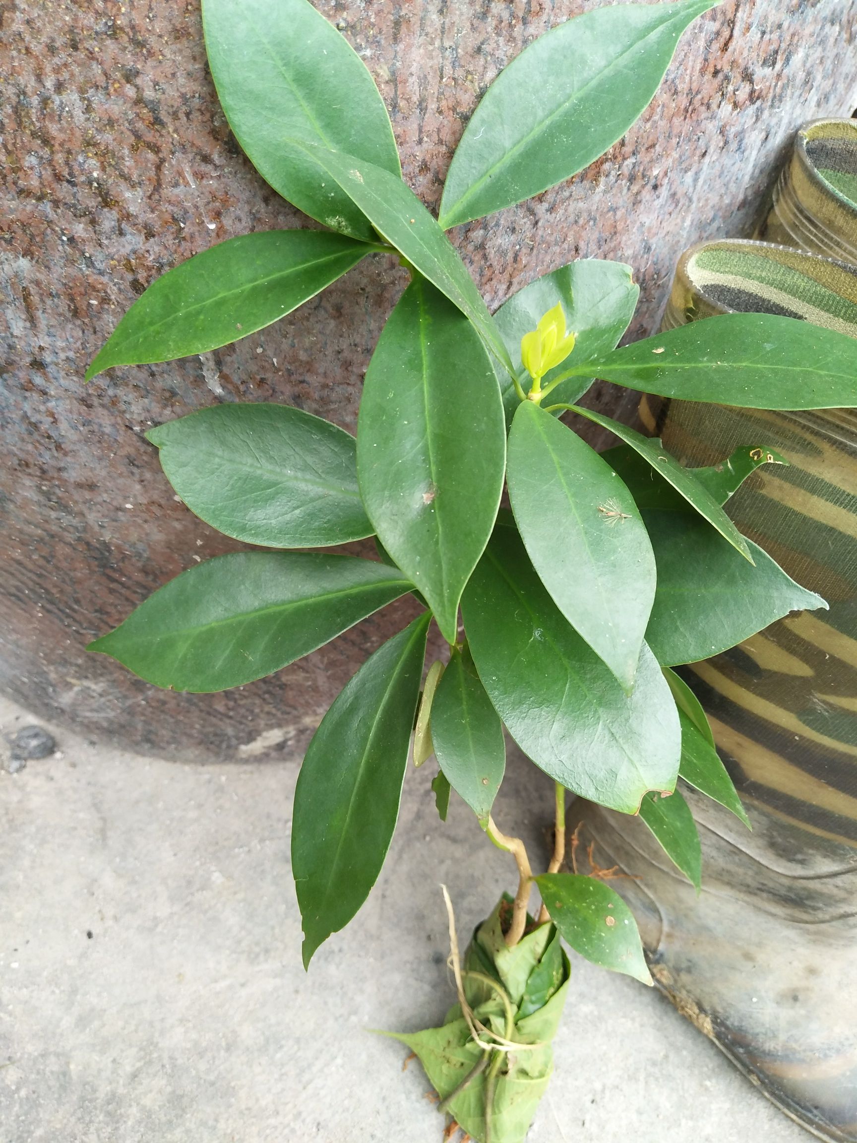 八角树 苗